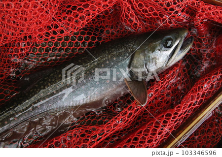 ミヤベイワナ　北海道然別湖固有　オショロコマ 亜種 103346596