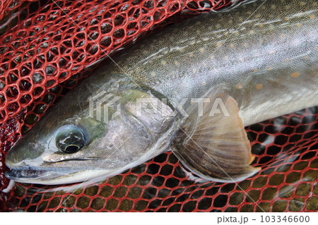 ミヤベイワナ 北海道然別湖固有 オショロコマ 亜種 イワナの仲間 ミヤベイワナ 北海道然別湖固有 オショロコマ 亜種 イワナの仲間 103346600