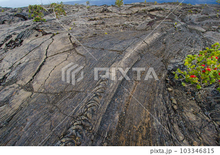 ハワイ島　チェーン・オブ・クレーターズ・ロード脇の溶岩台地 103346815