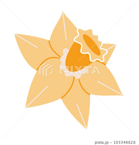 Narcissus, yellow daffodils, cartoon style. Trendy modern vector illustration isolated on white background, hand drawn, flat Narcissus, yellow daffodils, cartoon style. Trendy modern vector illustration isolated on white background, hand drawn, flat 103346828