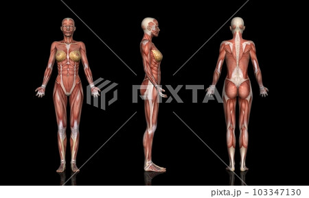 女性の筋肉方位別一覧・モデル2（黒背景） 103347130