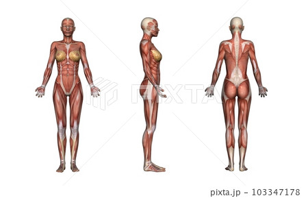 女性の筋肉方位別一覧・モデル2（白背景） 103347178
