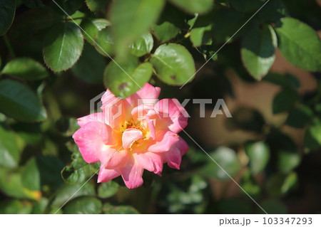荒尾市 おもやい市民花壇 バラの花、 荒尾市 おもやい市民花壇 バラの花、 103347293