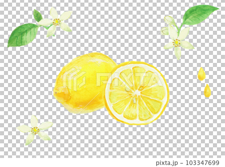 Realistic lemon illustration painted with watercolors Realistic lemon illustration painted with watercolors 103347699