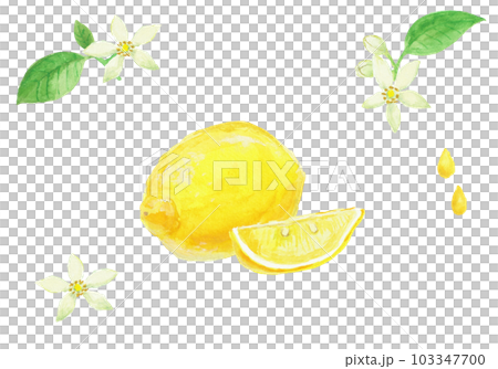 Realistic lemon illustration painted with watercolors Realistic lemon illustration painted with watercolors 103347700