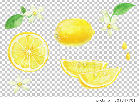 Realistic lemon illustration painted with watercolors Realistic lemon illustration painted with watercolors 103347701