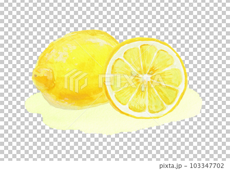 用水彩畫的逼真的檸檬插圖 103347702