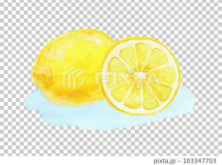 用水彩畫的逼真的檸檬插圖 用水彩畫的逼真的檸檬插圖 103347703