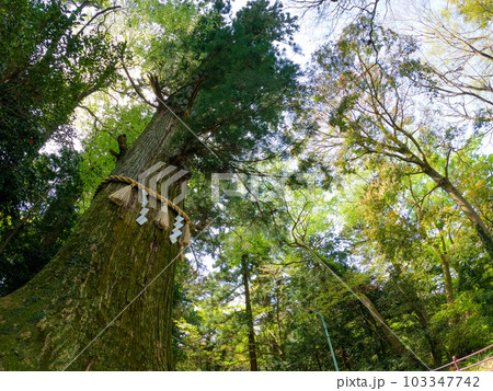 高尾山　薬王院　蛸杉 103347742