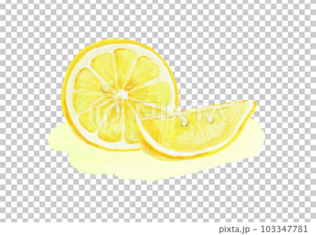 用水彩畫的逼真的檸檬插圖 103347781