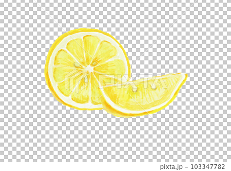 用水彩畫的逼真的檸檬插圖 103347782