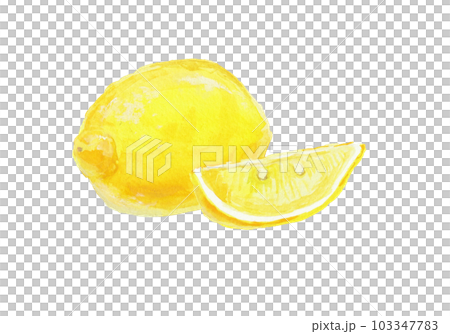 Realistic lemon illustration painted with watercolors 103347783