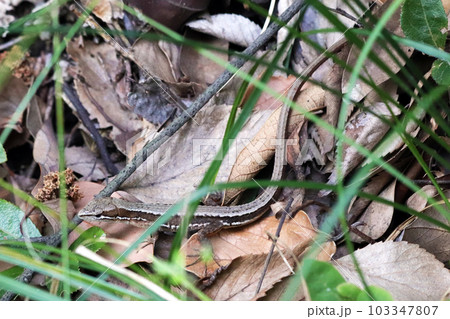 落ち葉に紛れる野生のニホンカナヘビ 落ち葉に紛れる野生のニホンカナヘビ 103347807
