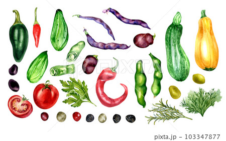 Set of tomato, cucumber, hot peppers and beans watercolor illustration isolated on white. Jalapeno, squash, zucchini, tabasco, parsley, rosemary hand drawn. Elements for menu, cookbook, package 103347877