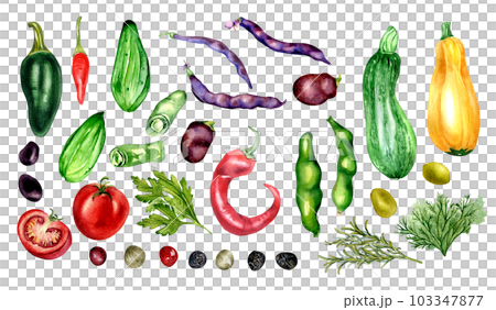 Set of tomato, cucumber, hot peppers and beans watercolor illustration isolated on white. Jalapeno, squash, zucchini, tabasco, parsley, rosemary hand drawn. Elements for menu, cookbook, package 103347877