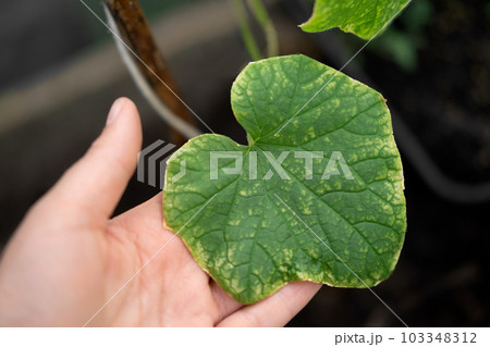 Cucumber disease. Spotted, yellowed and diseased cucumber leaf affected by a disease or pests caused by harmful insects, plant fungi, thrips and diseases. Female Hands showing leaves with Infection 103348312
