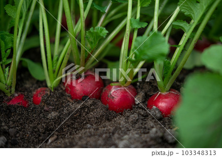 Fresh big ripe radishes in vegetable garden growing in a row. Bio organic gardening. Homegrown. Agricultural Farming. Healthy food concept. Close-up. Harvesting raddish. Veggie grows in the ground 103348313