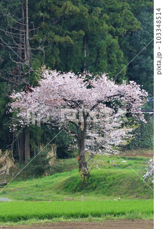 2022日本で一番幸せな鳩山町の里山を彩る満開の桜風景 2022日本で一番幸せな鳩山町の里山を彩る満開の桜風景 103348514