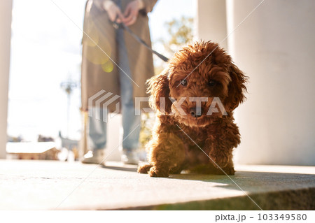 Cute puppy red toy poodle on a walk with his mistress girl in a beige raincoat and jeans. The dog is looking at the camera. Close-up shot. 103349580