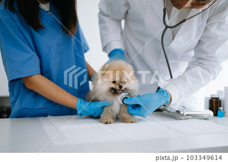 Two doctors are examining him. Veterinary medicine concept. Pomeranian in veterinary clinic. 103349614