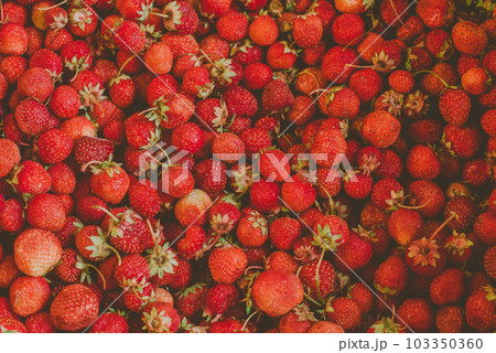 background from freshly harvested strawberries, directly above background from freshly harvested strawberries, directly above 103350360