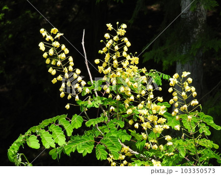 つる性の落葉低木「ジャケツイバラ」の花 つる性の落葉低木「ジャケツイバラ」の花 103350573