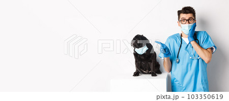 Cute black pug dog in face mask looking left at promo banner while doctor in veterinarian clinic pointing finger, standing over white background Cute black pug dog in face mask looking left at promo banner while doctor in veterinarian clinic pointing finger, standing over white background 103350619