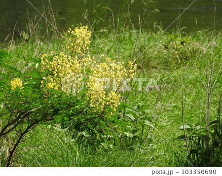 河原に咲くつる性の落葉低木「ジャケツイバラ」の花 河原に咲くつる性の落葉低木「ジャケツイバラ」の花 103350690