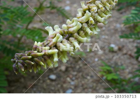 クララの白い花 103350713