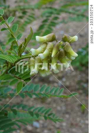 クララの白い花 クララの白い花 103350714