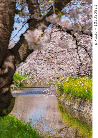 春の五条川、満開の桜と菜の花〈愛知県岩倉市〉 103350821