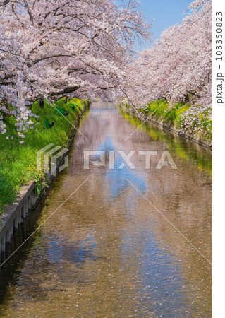 春の五条川、満開の桜と菜の花〈愛知県岩倉市〉 103350823