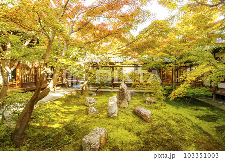 京都建仁寺　京都の紅葉名所　京都秋の観光スポット　日本庭園　苔庭 103351003