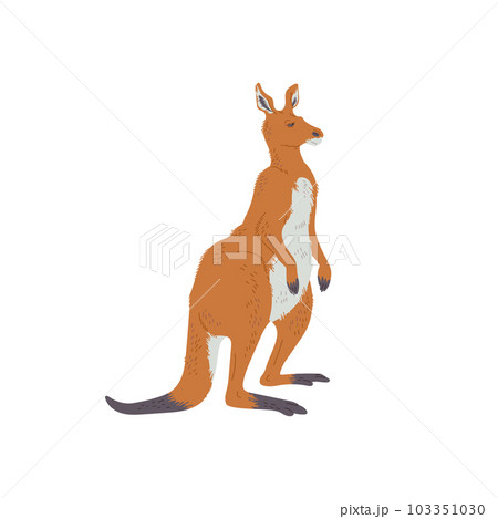Australian kangaroo, hand drawn flat vector illustration isolated on white background. Australian kangaroo, hand drawn flat vector illustration isolated on white background. 103351030