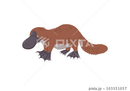 Platypus Australian Duck-billed rare animal, flat vector illustration isolated. Platypus Australian Duck-billed rare animal, flat vector illustration isolated. 103351057