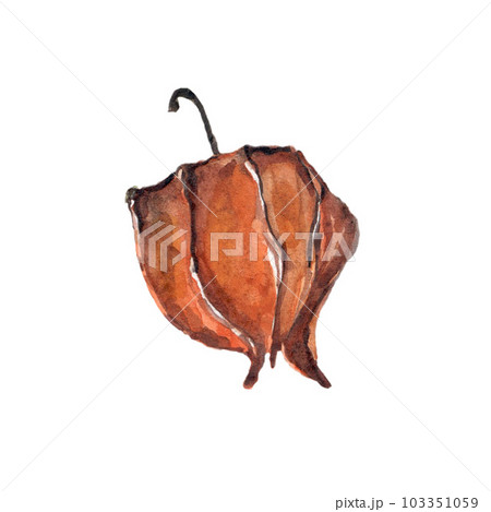 Fisalis flower orange ginger watercolor illustration. Watercolor illustration for postcard. Clipart 103351059