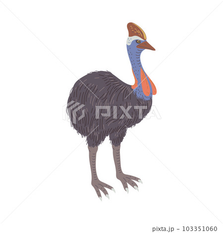 Cassowary Australian animal flat style, vector illustration 103351060