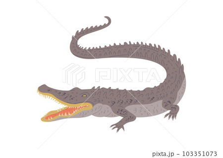 Australian crocodile, hand drawn flat vector illustration isolated on white background. 103351073