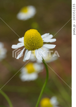 カモミール、カモマイル(カミツレ)の白い花 カモミール、カモマイル(カミツレ)の白い花 103351155