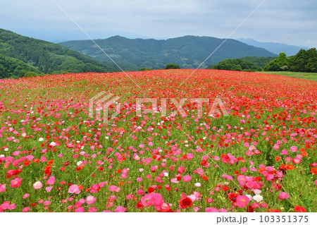 天空のポピー　埼玉 103351375