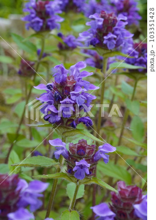 ウツボグサの紫色の花 103351428