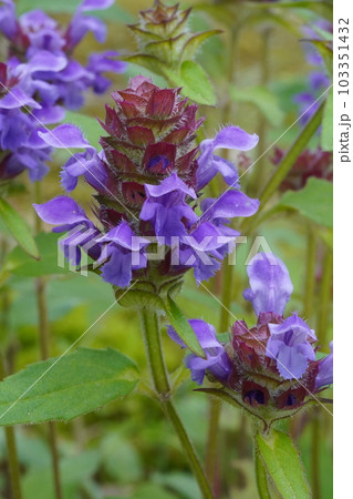 ウツボグサの紫色の花 103351432
