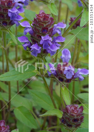 ウツボグサの紫色の花 103351434