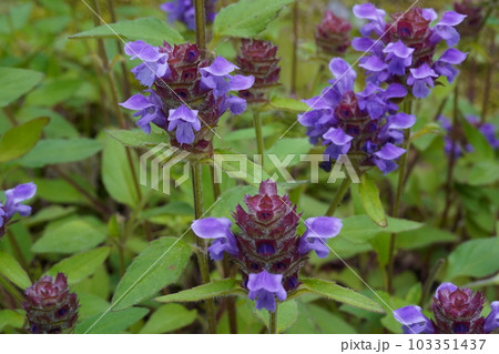 ウツボグサの紫色の花 103351437