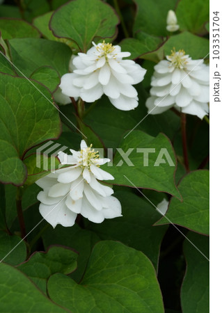 ヤエドクダミの白い花 ヤエドクダミの白い花 103351704