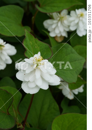 ヤエドクダミの白い花 ヤエドクダミの白い花 103351706
