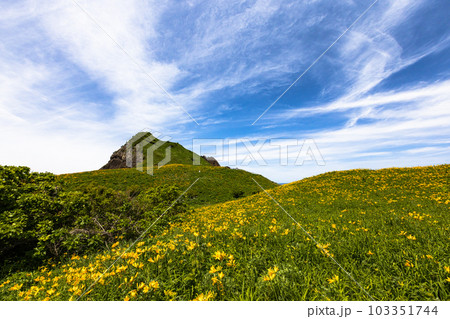 【新潟県・佐渡】大野亀 初夏を飾る花園 5月~6月 【新潟県・佐渡】大野亀 初夏を飾る花園 5月~6月 103351744
