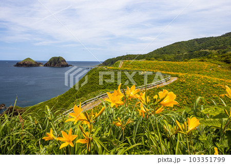 【新潟県・佐渡】大野亀 初夏を飾る花園 5月~6月 【新潟県・佐渡】大野亀 初夏を飾る花園 5月~6月 103351799
