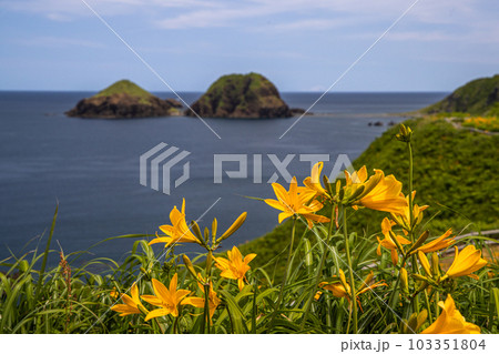 【新潟県･佐渡】大野亀　初夏を飾る花園　5月～6月 103351804