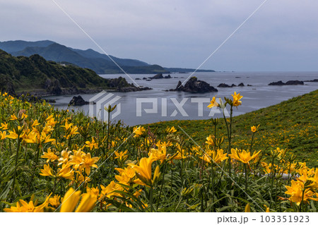 【新潟県・佐渡】大野亀 初夏を飾る花園 5月~6月 【新潟県・佐渡】大野亀 初夏を飾る花園 5月~6月 103351923